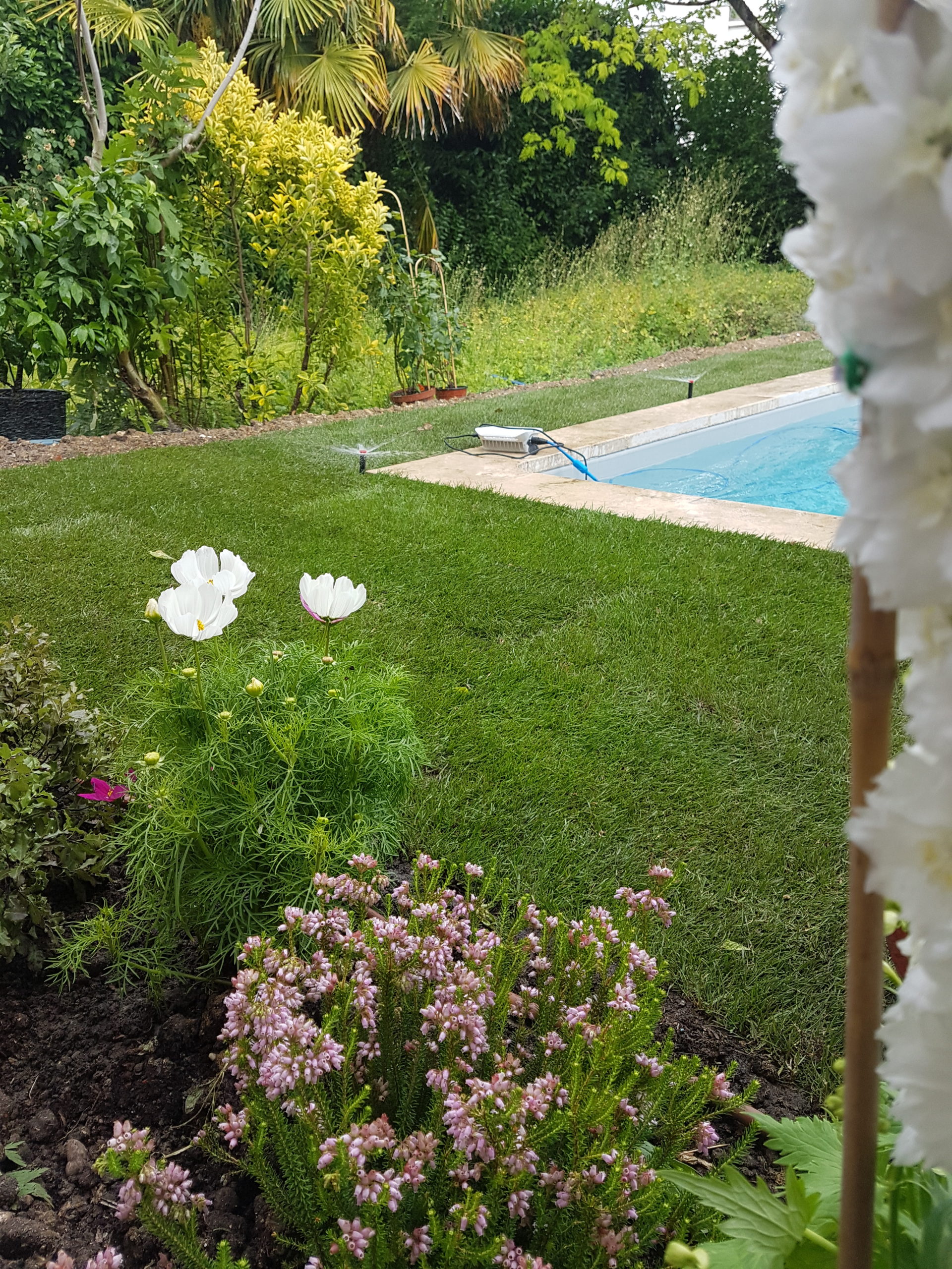 Gazon de placage dans un jardin d'échoppe à Bordeaux