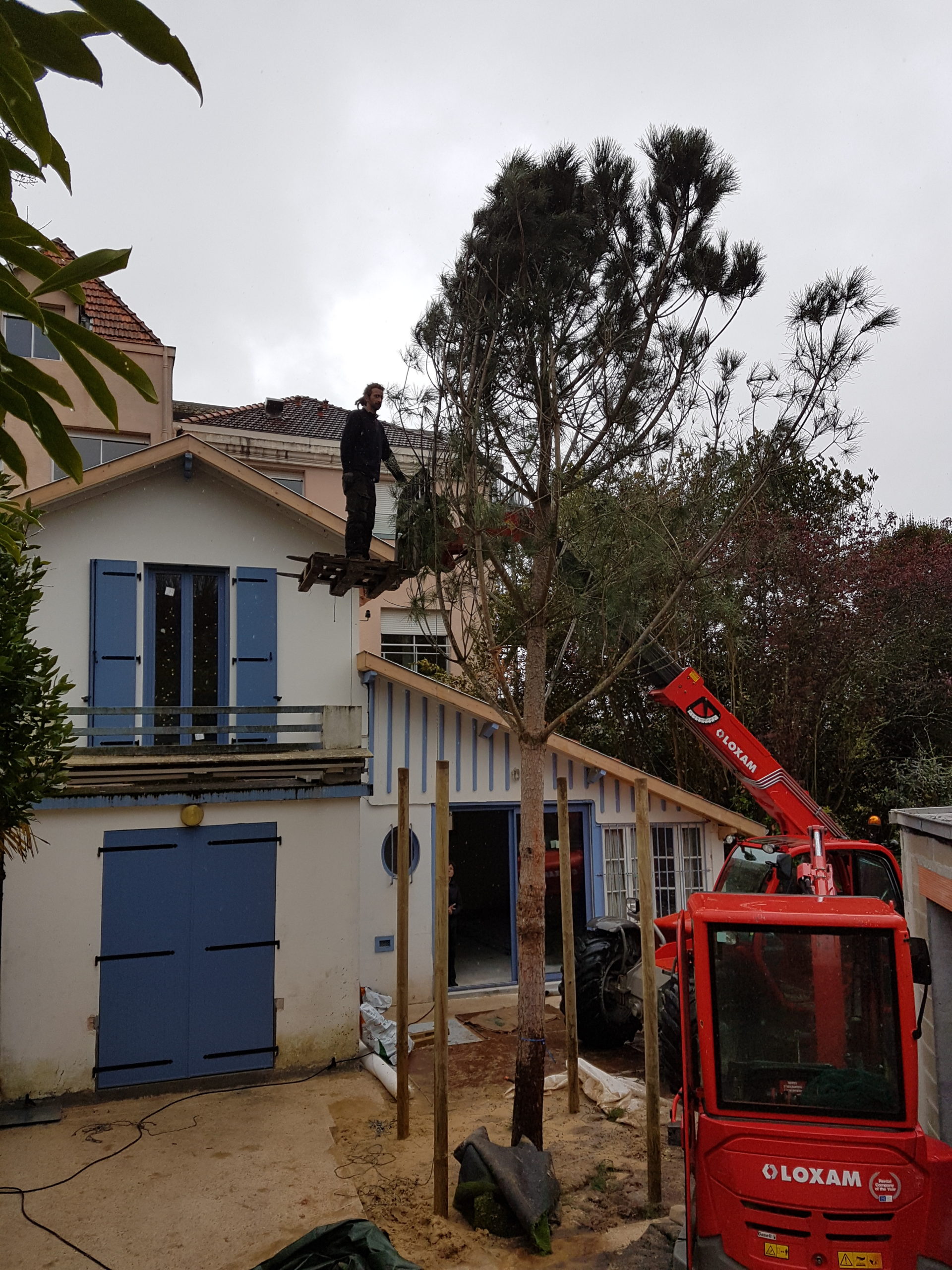 Plantation d'un pin