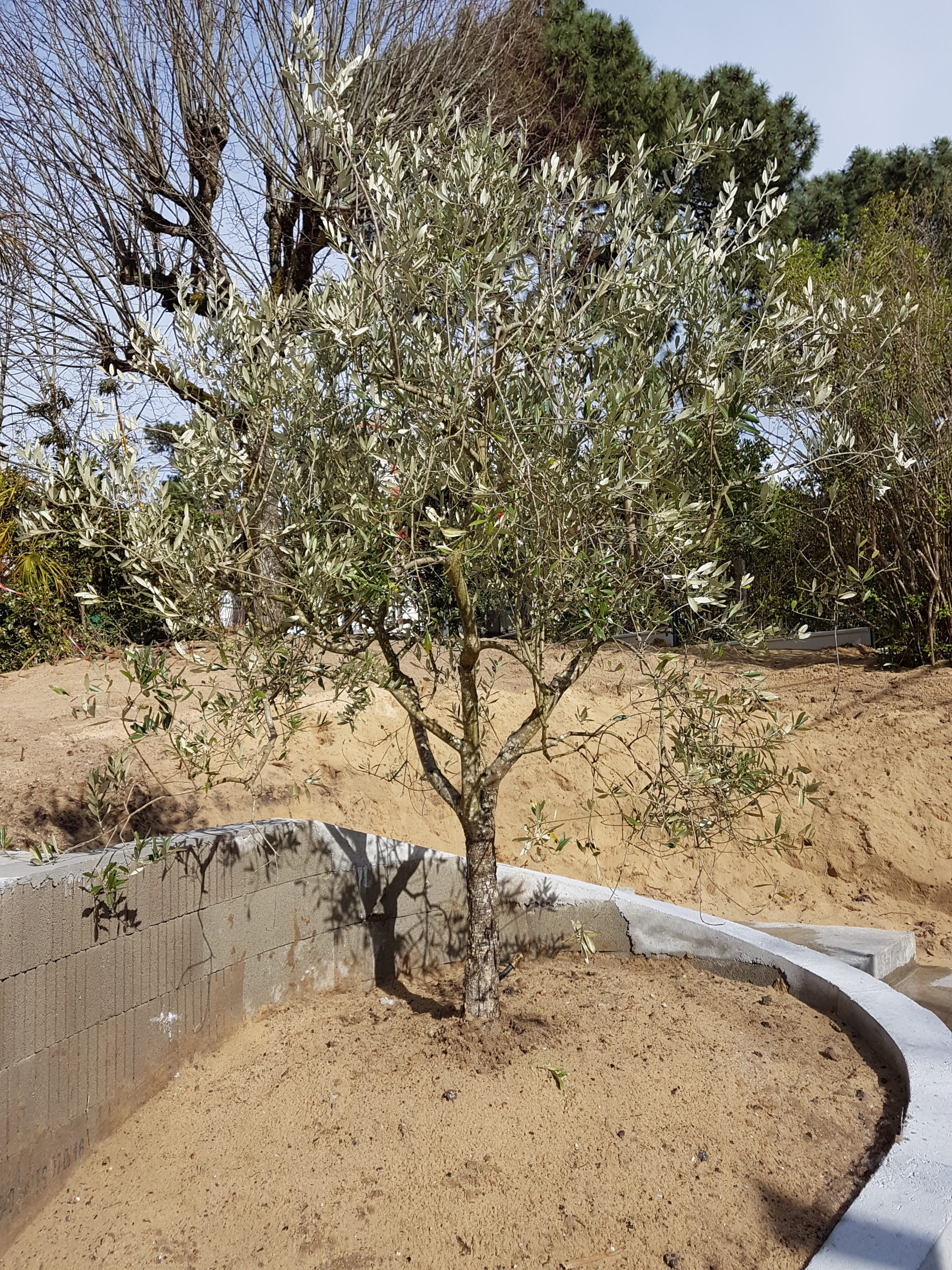 Plantation d'un olivier