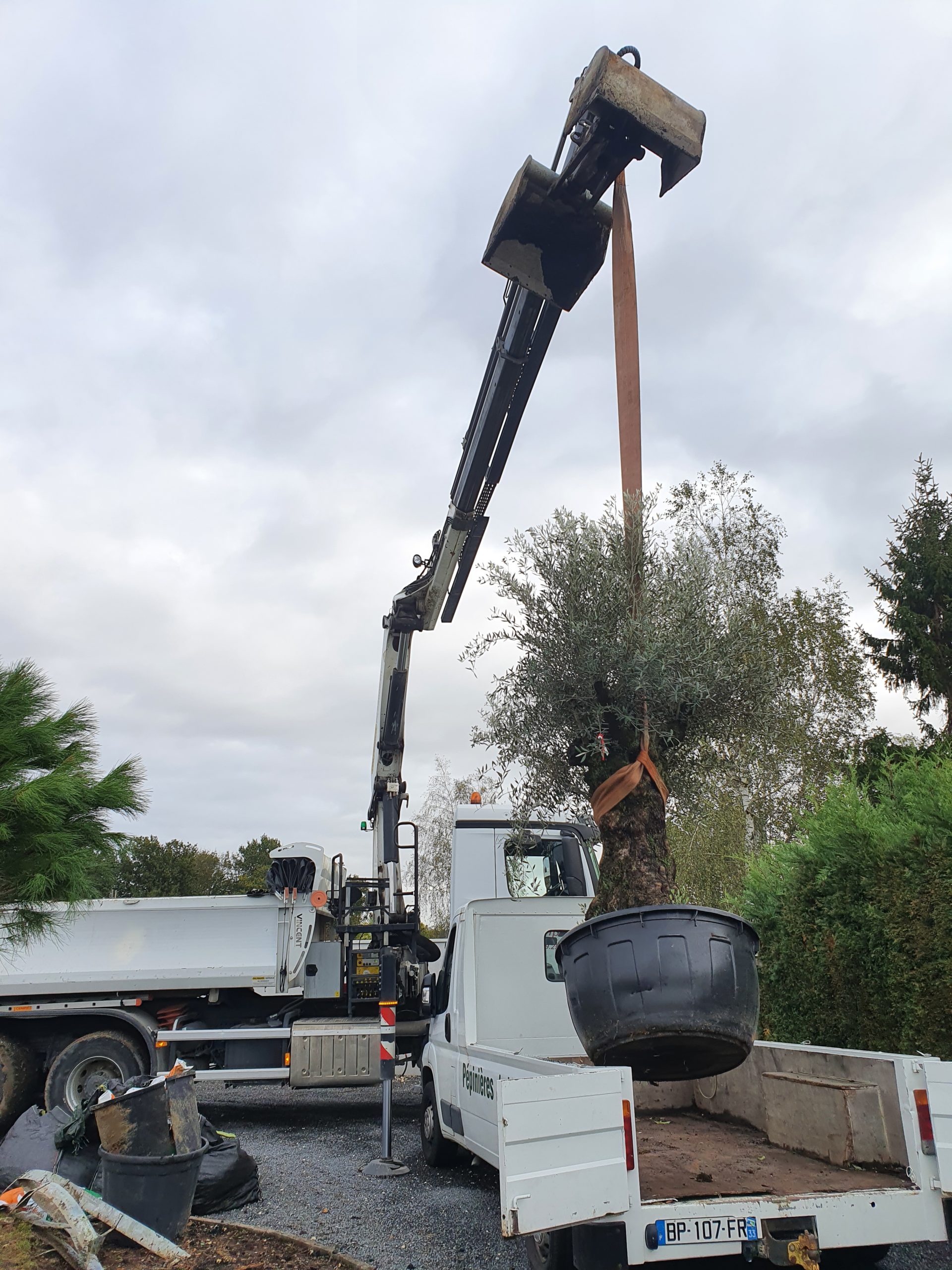 Déchargement de l'olivier au camion grue