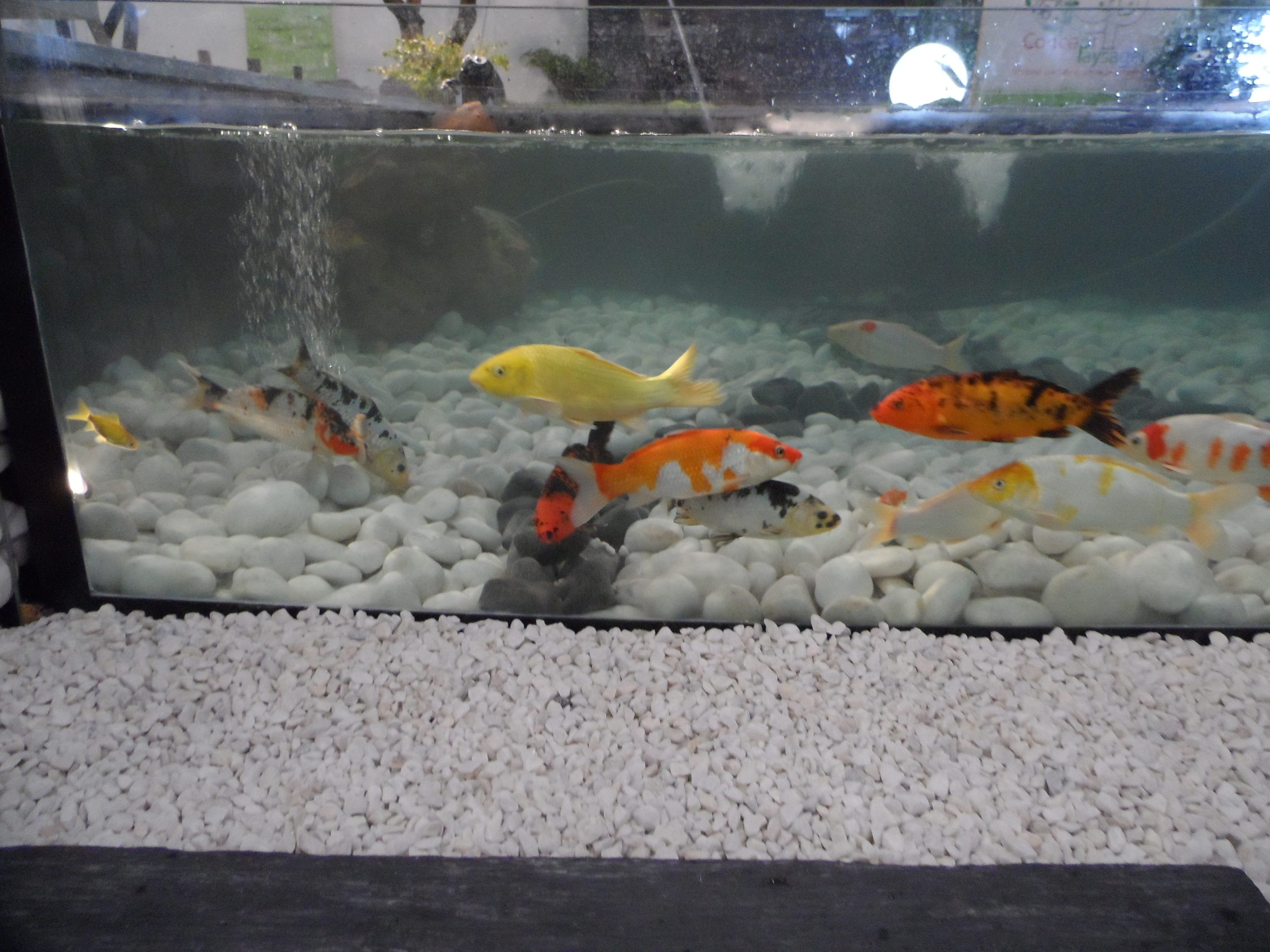 Bassin pour Vivons Maison 2013