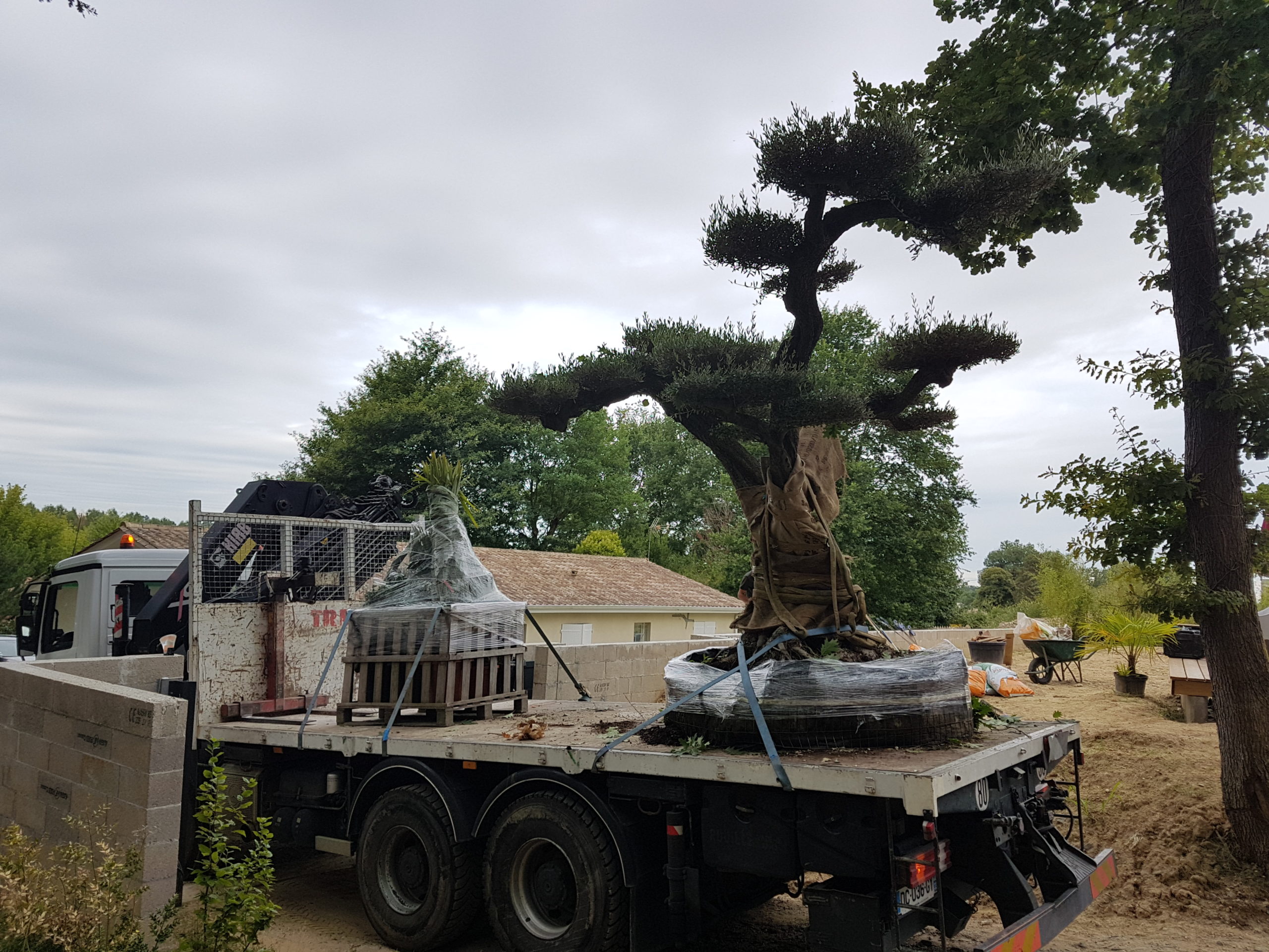 Arrivée de l'olivier en camion plateau