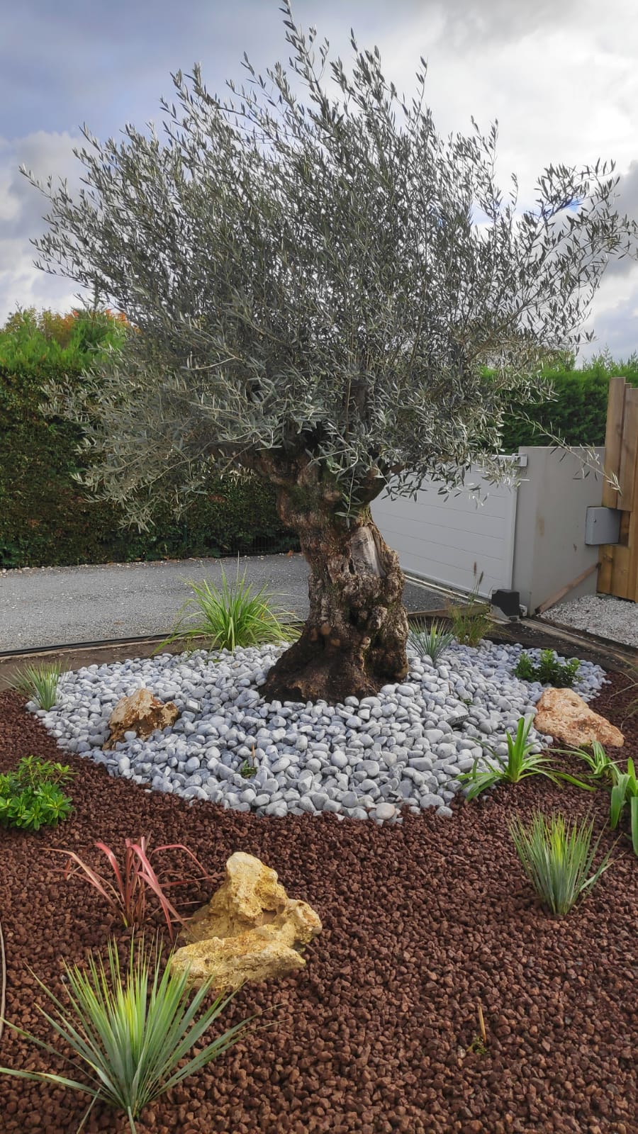 L'olivier est planté et décoré de minéraux et végétaux bas