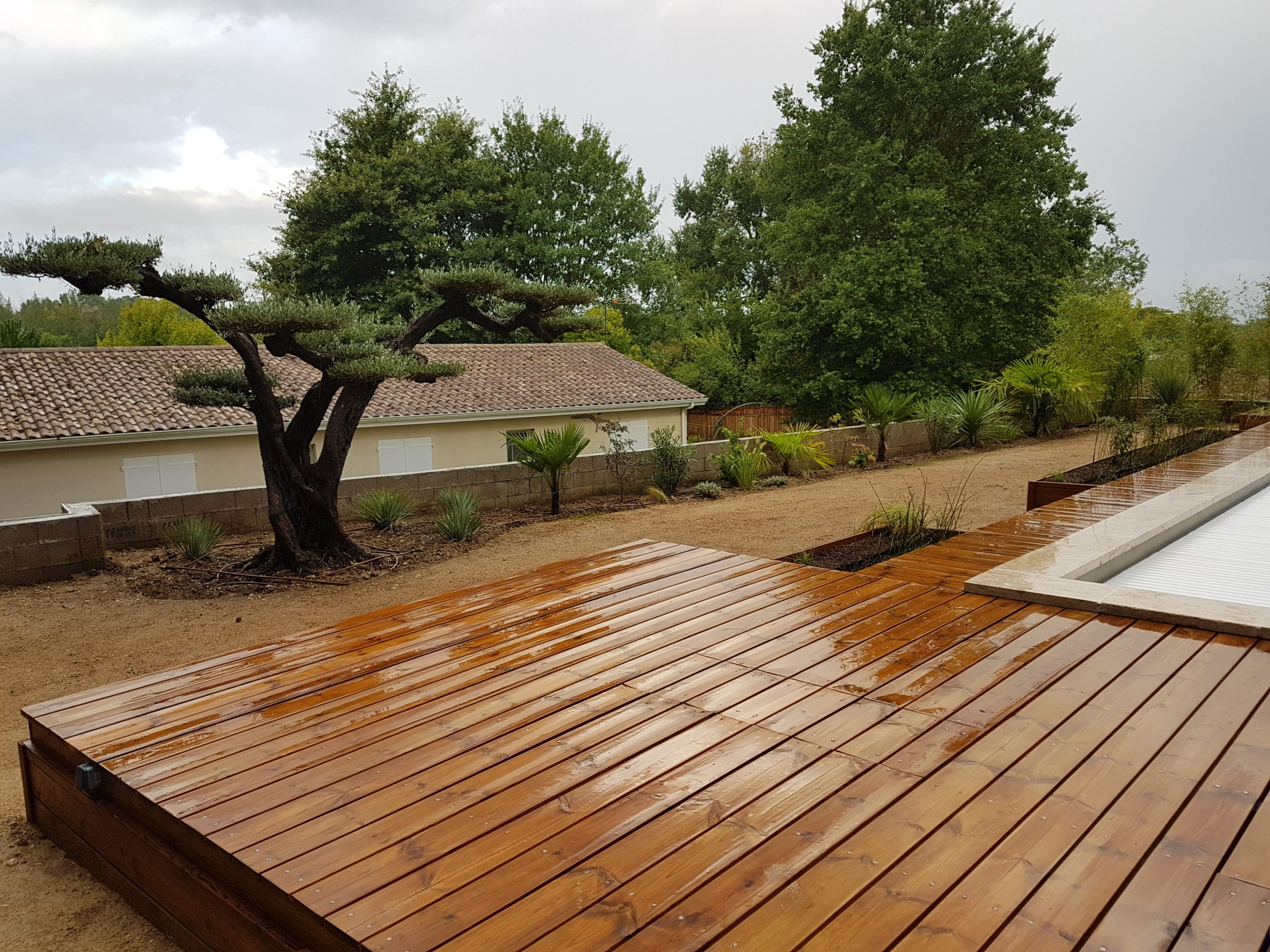 Terrasse en pin avec vue sur l'olivier centenaire