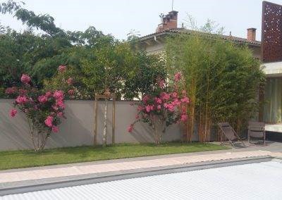 Lagerstroemias en fleurs