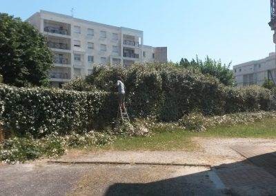 Rabattage en cours d'une haie d'elaeagnus délaissée Rabattage en cours d'une haie d'elaeagnus délaissée