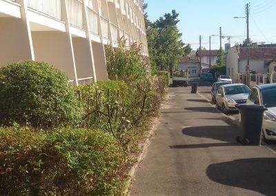 Haie pyracantha délaissée, après rabattage Haie pyracantha délaissée, après rabattage