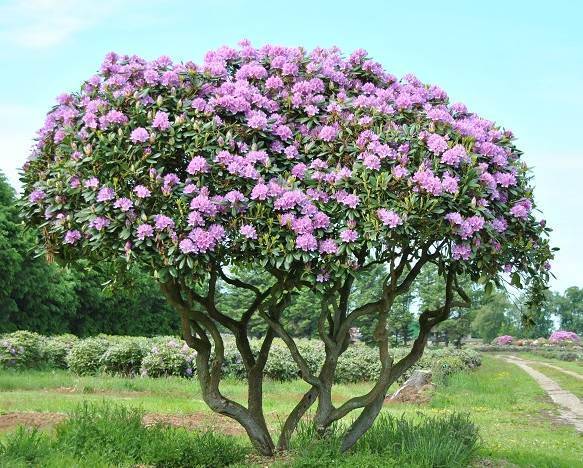 Rhododendron specimen en fleur Rhododendron specimen en fleur