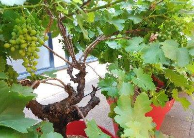 Premières grappes de raisin