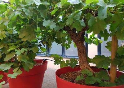 2 mois plus tard, les pieds de vigne se sont bien étoffés...