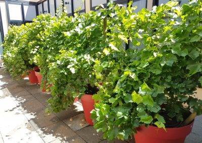 Entreprise de jardinage paysagiste : un écrin de verdure à Bordeaux