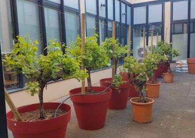 Plantation des pieds de vignes et mise en place de l'arrosage automatique