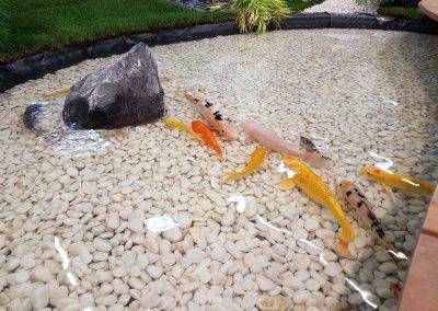 Les carpes koï