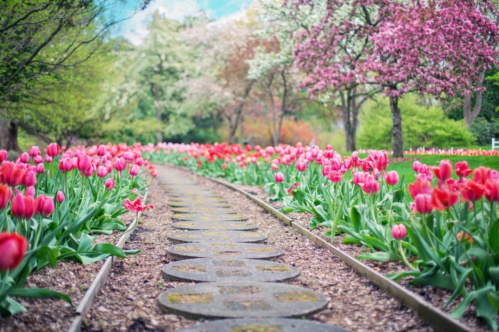 Allée bordée de tulipes