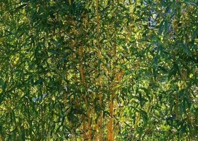 Une des variétés dans ce mélange : le bambou jaune