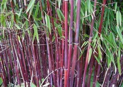 Bambous red dragon