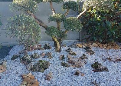 L'olivier est planté!