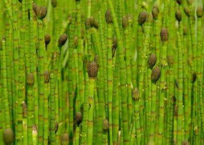 épis sporangifères