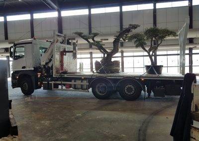 Camion plateau pour nos oliviers!