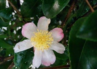 Fleur de camélia au parfum enivrant...