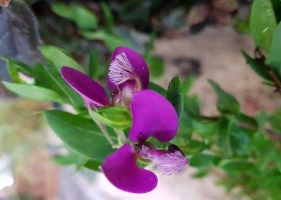 Fleur de polygala