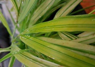 Herbe du Japon