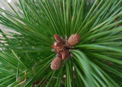 Mini pomme de pin du pinus mugo mughus