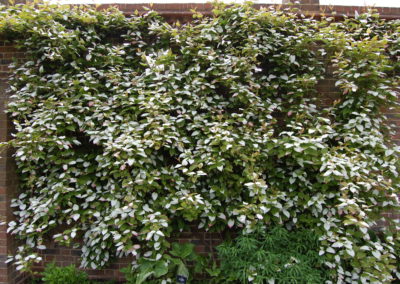 Actinidia palissée
