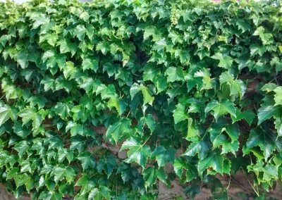 Ampelopsis