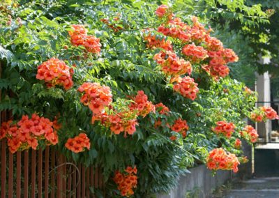 plante grimpante : Bignone