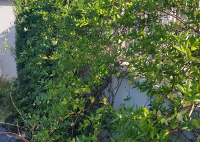 Chèvrefeuille sur clôture métallique