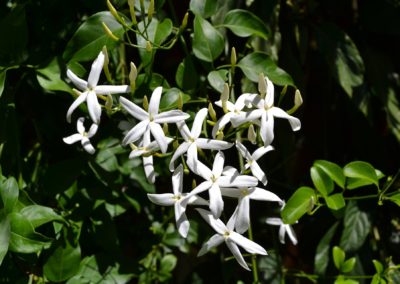 Fleur Jasmin étoilé