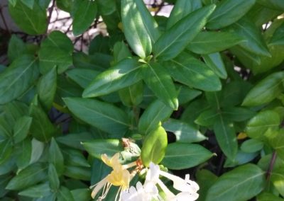 Fleur de chèvrefeuille blanche