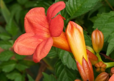 aperçu d'une fleur de bignone