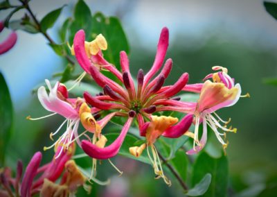 Fleur de chèvrefeuille rose