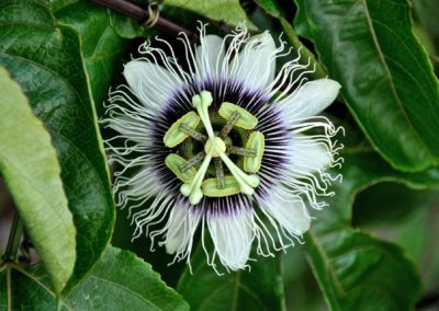 Fleur de passiflore violette