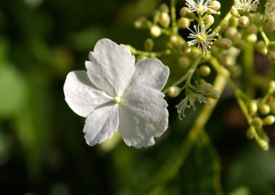 Fleur d'un hortensia grimpant