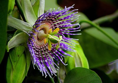Fleur passiflore zébrée en vue macro