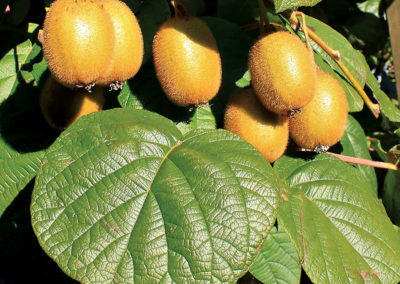 le kiwi, fruit de l'Actinidia