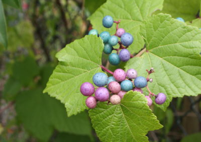 Fruits ampelopsis