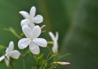 Jasmin blanc d'hiver