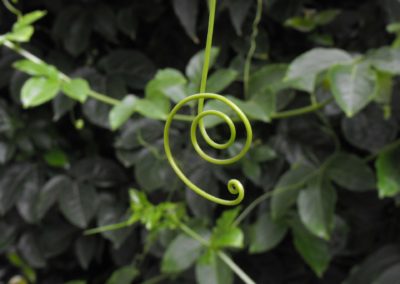 Accroche passiflore