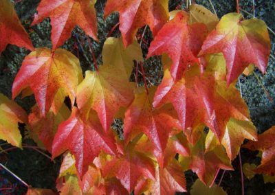 Feuilles de vigne vierge