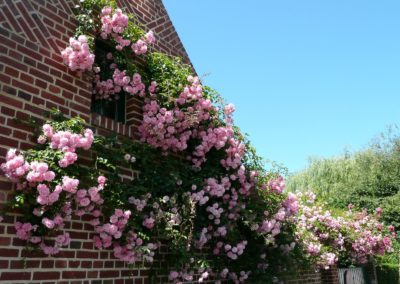 Rosier grimpant