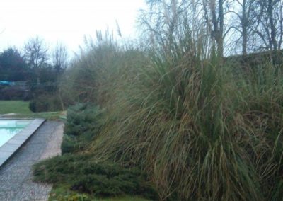 Ces herbes de pampa prennent une place considérable! Ces herbes de pampa prennent une place considérable!
