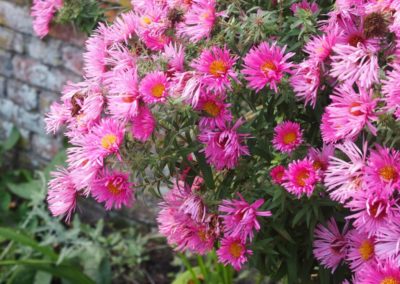 aster rose