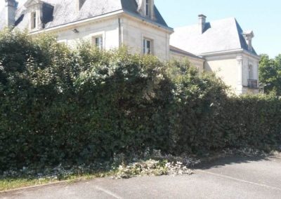 Taille d'une haie d'elaeagnus Taille d'une haie d'elaeagnus