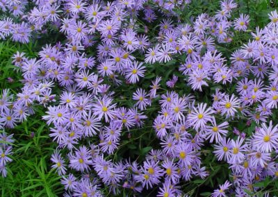 Aster violet
