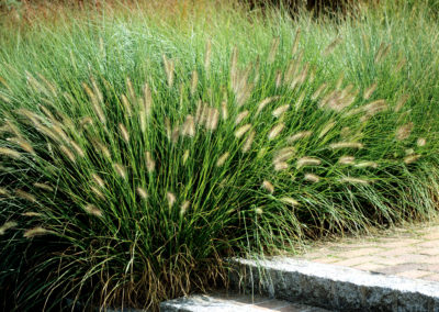 Pennisetum