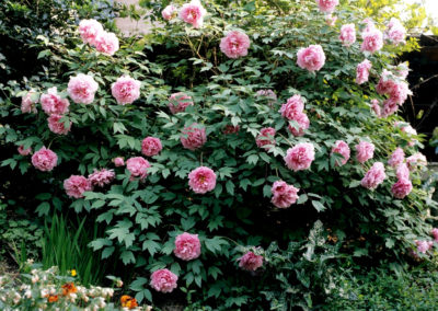 Pivoines